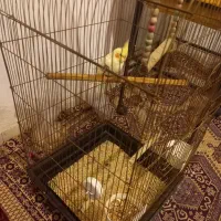 عروس هلندی