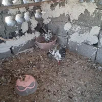 کفتر پرشی
