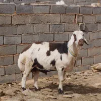 قوچ پلنگی