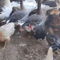 فروش مرغ و غاز در بندر ماهشهر
