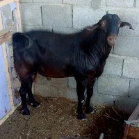 کهره نر