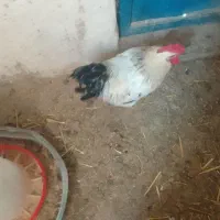 فروش‌خروس‌‌محلی