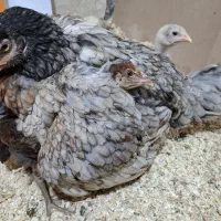 جوجه لاری  نسل