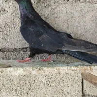 جفت سیاه آبادانی بی کاکل