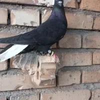 ماده عشعل