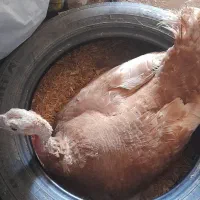 بوقلمون کرچ