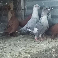 الماسی کاکل  . سرخ کاکل