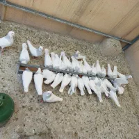 طوقی آبی