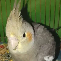 عروس هلندی