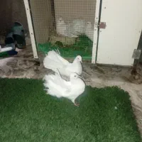 کفتر دم چتری