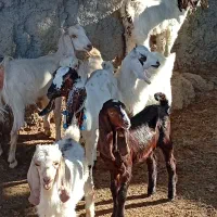 7راس بزغاله بزرگ دورگ پاکستانی نژاد دوقلو شیرا