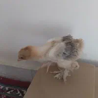 جوجه برهما ۲۰ روزه بوف پاتریچ