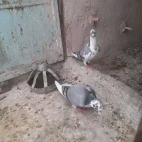 کبوتر  راهکش المانی قشنگ