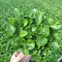 سبزه عید، سبزه نارنج