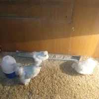 مرغ ابریشمی