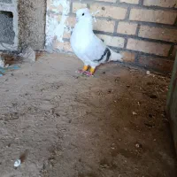 دکت خطی