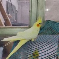 عروس هلندی نروماده تخم گذار