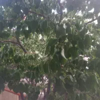 یک هکتار باغ مثمر فردو
