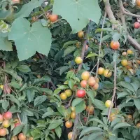 هلو محلی شیرین وکاملا اورکانیک