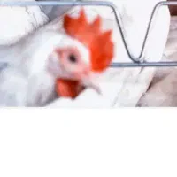 مرغ و خروس  سفید و نیپل ابخوری