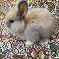 خرگوش لوپ کوتوله