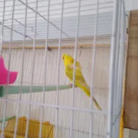 مرغ عشق پروانه ای