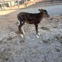 گاو   زایده