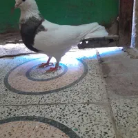 طوقی‌ماده