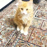 گربه مو بلند