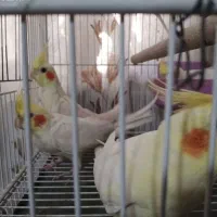 عروس هلندی