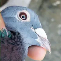 کبوتر پلاکی جان اردن سیلور