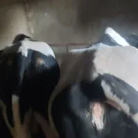 گاو نر
