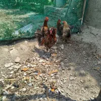 خروس لهستانی جوان