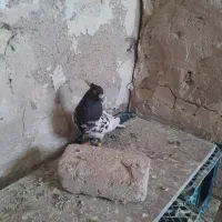 کفتر کله سیاه ماده