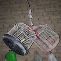 قفس گرد و مستطیل