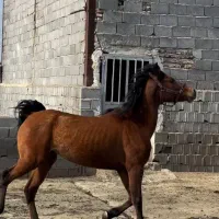 اسب عرب یکسر