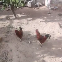 خروس