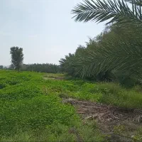 اجاره زمین کشاورزی