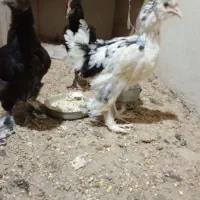 مرغ خروس