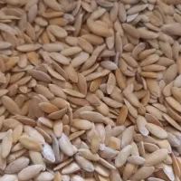 تخمه خربزه شسته شده بدون پوچی تمیز ویکدست