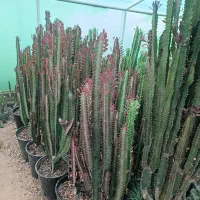 فروش انواع گل به قیمت عالی