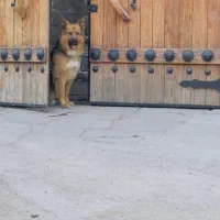 Rex