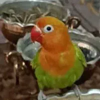 کوتوله برزیلی گمشده