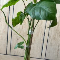 گل طبیعی|گل و گیاه طبیعی|ایذه, |دیوار