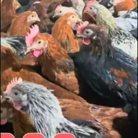 جوجه‌ خروس کشتار رسید با ارسال رایگان