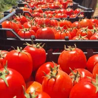 به تعدادی کارگر خانوم جهت گوجه چینی نیازمندیم