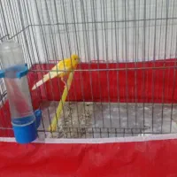 قناری نرمست مست سرخ