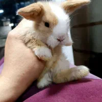 خرگوش لوپ اصیل ۳۵ روزه اندازه کف دست