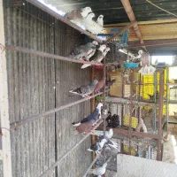 کبوترکفتر تهرانی جوجه پرشی مفلق یجایی