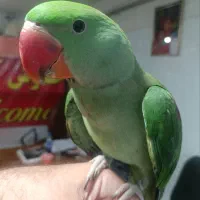 شاه طوطی سکندر